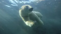 Vétérinaires de l'Arctique  Un nouveau départ