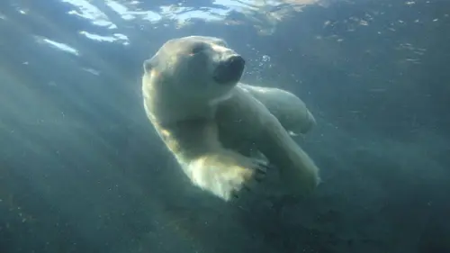 Vétérinaires de l'Arctique Un nouveau départ