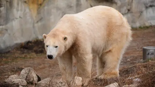 Vétérinaires de l'Arctique Les ours vagabonds