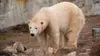 Vétérinaires de l'Arctique S01E04 Les ours vagabonds (2021)