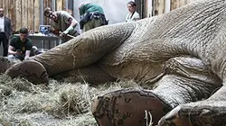 Visuel de Vétérinaires de l'extrême