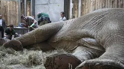 Vétérinaires de l'extrême