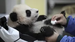 Vétérinaires de l'extrême