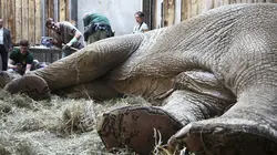 Vétérinaires de l'extrême