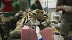 Vétérinaires de l'extrême