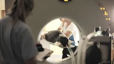 Vétérinaires de l'extrême