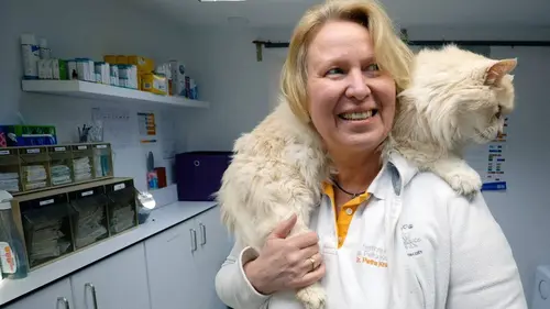 Vétérinaires en détresse : Au bord du burn out