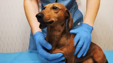 Vétérinaires en terre d'Ecosse