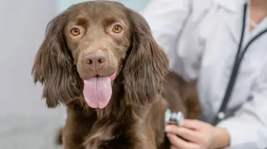 Vétérinaires en terre d'Ecosse