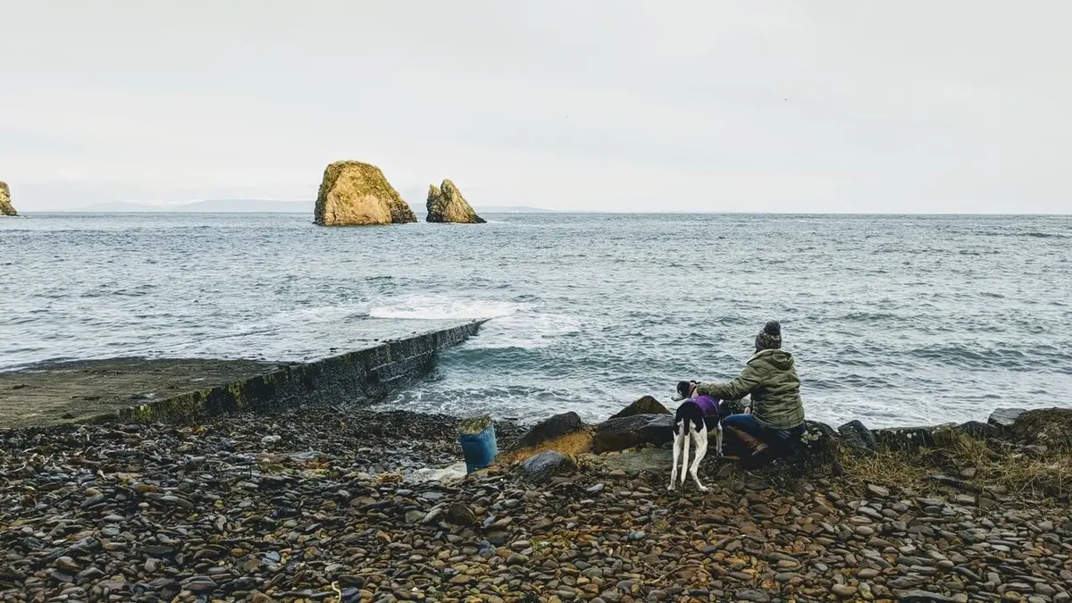 Vétérinaires en terre d'Ecosse
