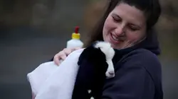 Visuel de Vétérinaires en terre d'Ecosse