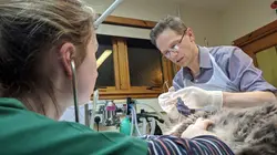 Vétérinaires en terre d'Ecosse