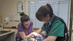 Vétérinaires en terre d'Ecosse