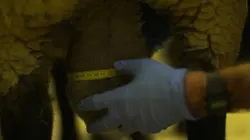 Vétérinaires en terre d'Ecosse