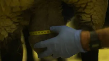 Vétérinaires en terre d'Ecosse