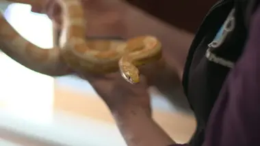 Vétérinaires en terre d'Ecosse