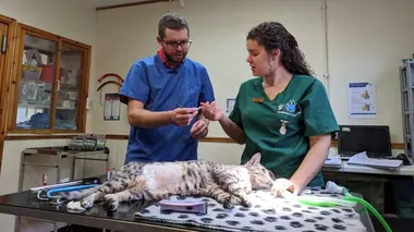 Vétérinaires en terre d'Ecosse