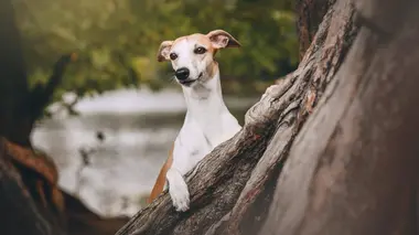 Vétérinaires en terre d'Ecosse