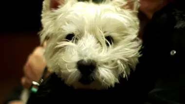 Vétérinaires en terre d'Ecosse