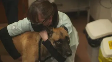 Vétérinaires en terre d'Ecosse