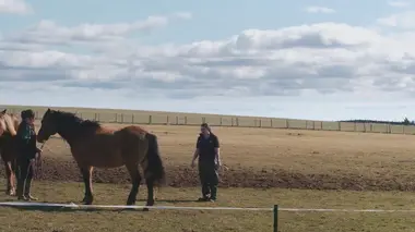 Vétérinaires en terre d'Ecosse