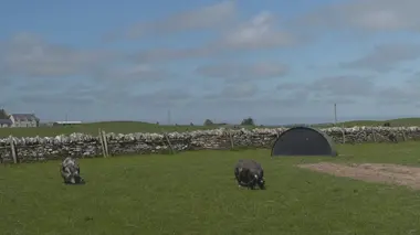 Vétérinaires en terre d'Ecosse