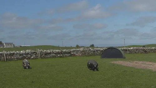 Vétérinaires en terre d'Ecosse
