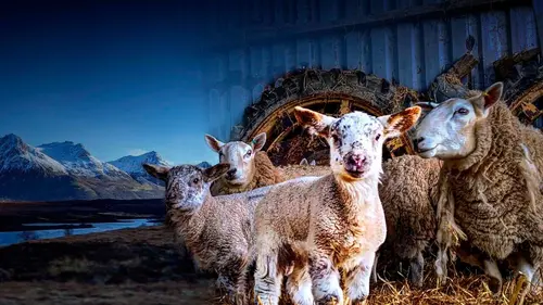 Vétérinaires en terre d'Ecosse Episode 9