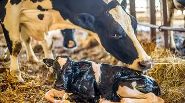 Vétérinaires en terre d'Ecosse