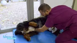 Vétérinaires, leur vie en direct