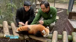 Vétérinaires, leur vie en direct