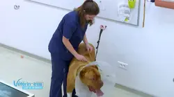 Sur NOVO19 à 19h04 : Vétérinaires, leur vie en direct