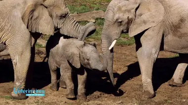 Yann et ses éléphants