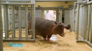 Un nouveau pensionnaire chez les hippopotames