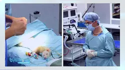 Visuel de Vétérinaires, leur vie en direct