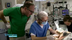 Vétérinaires, leur vie en direct