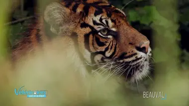 Baptiste et le bébé panthère