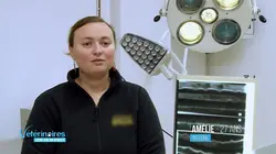 Vétérinaires, leur vie en direct