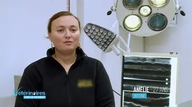 L'examen d'Audrey, la panthère des neiges