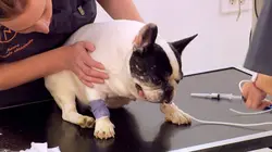 Visuel de Vétérinaires, leur vie en direct