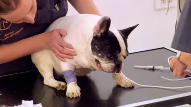 Wiki le perroquet n'a pas le moral