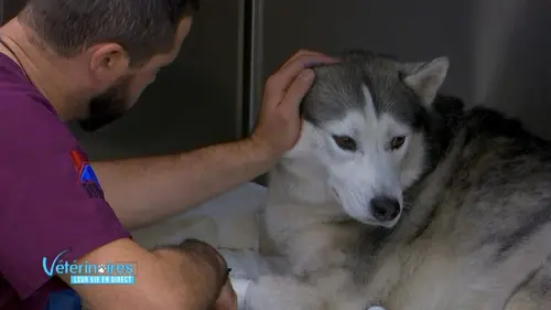 Vétérinaires, leur vie en direct L'accident de voiture de Jack le husky