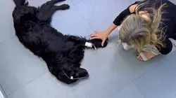 Vétérinaires, leur vie en direct  Il faut sauver Nebbia le labrador