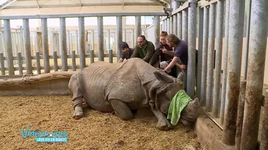 Attention, Sahib le rhino s'endort !