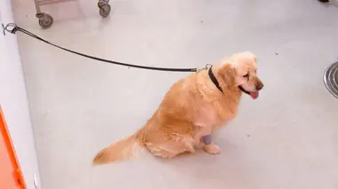 Quand Eliote le Golden tente de sauver Ayme la Westy