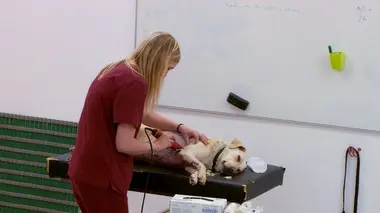 Nina le labrador va mal