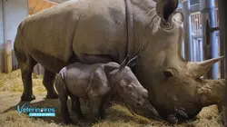 Vétérinaires, leur vie en direct replay