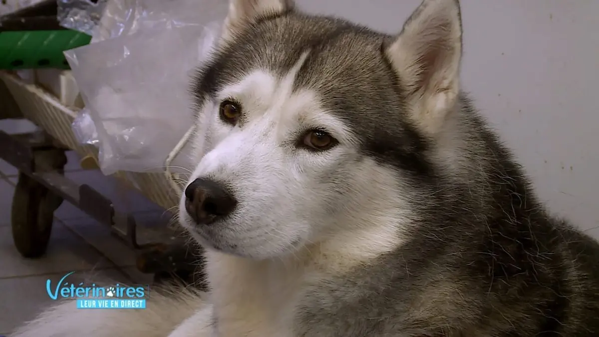 Vétérinaires, leur vie en direct L'accident de voiture de Jack le husky