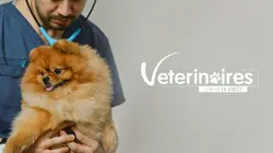 Visuel de Vétérinaires, leur vie en direct