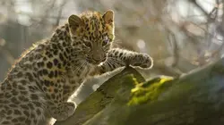 Vétérinaires, leur vie en direct